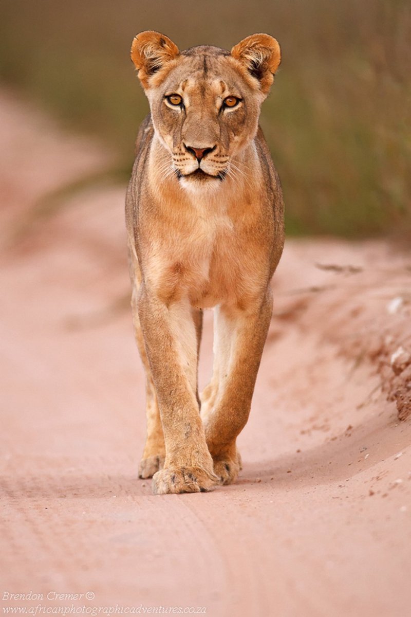 Самка львица