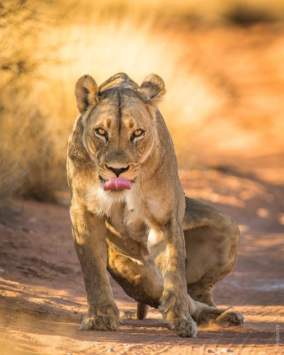 Шикарная львица