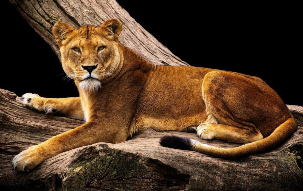 Львица лежит