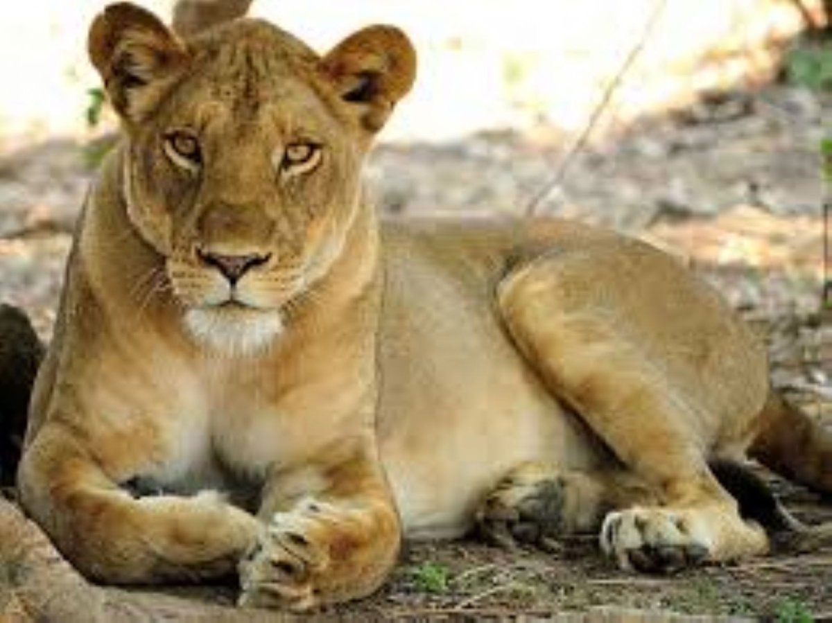 Лев самка