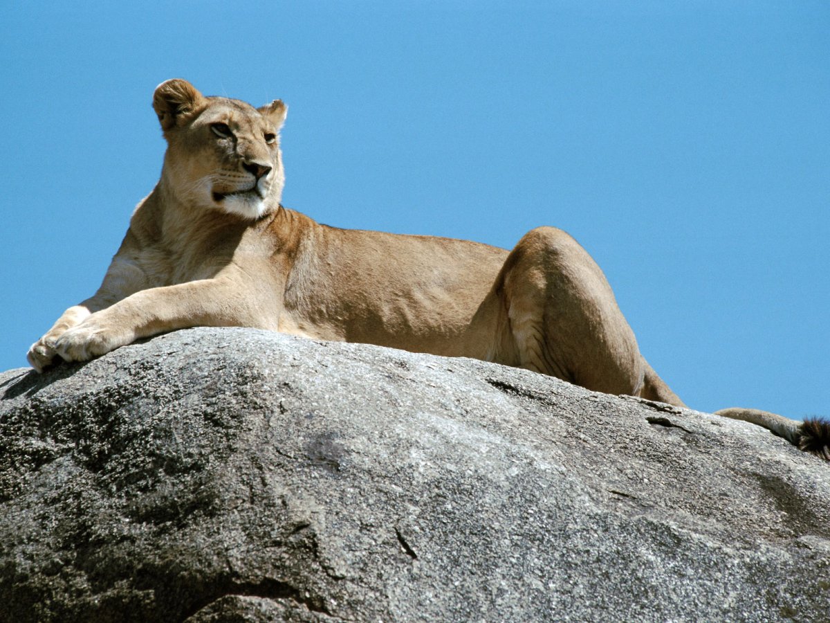 Гордая львица