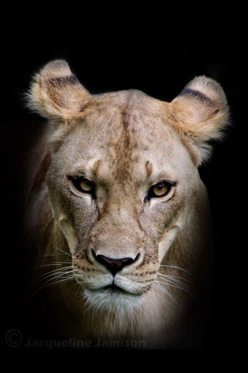 Голова львицы