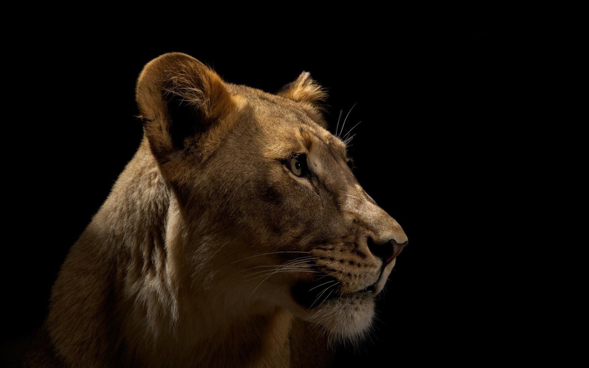Морда львицы