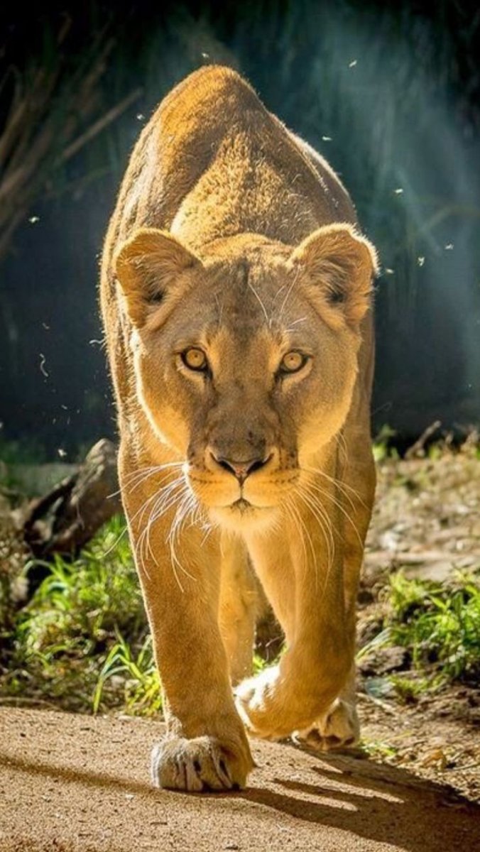 Шикарная львица