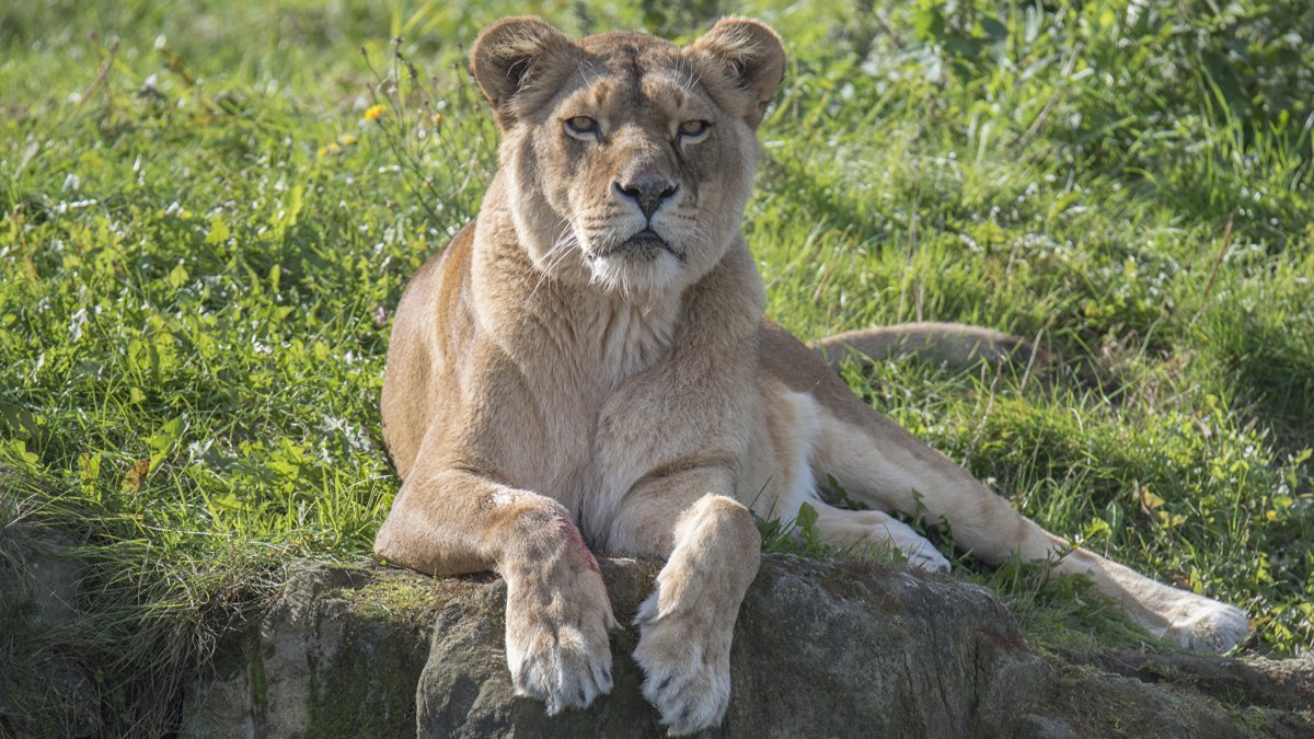 Красивая львица