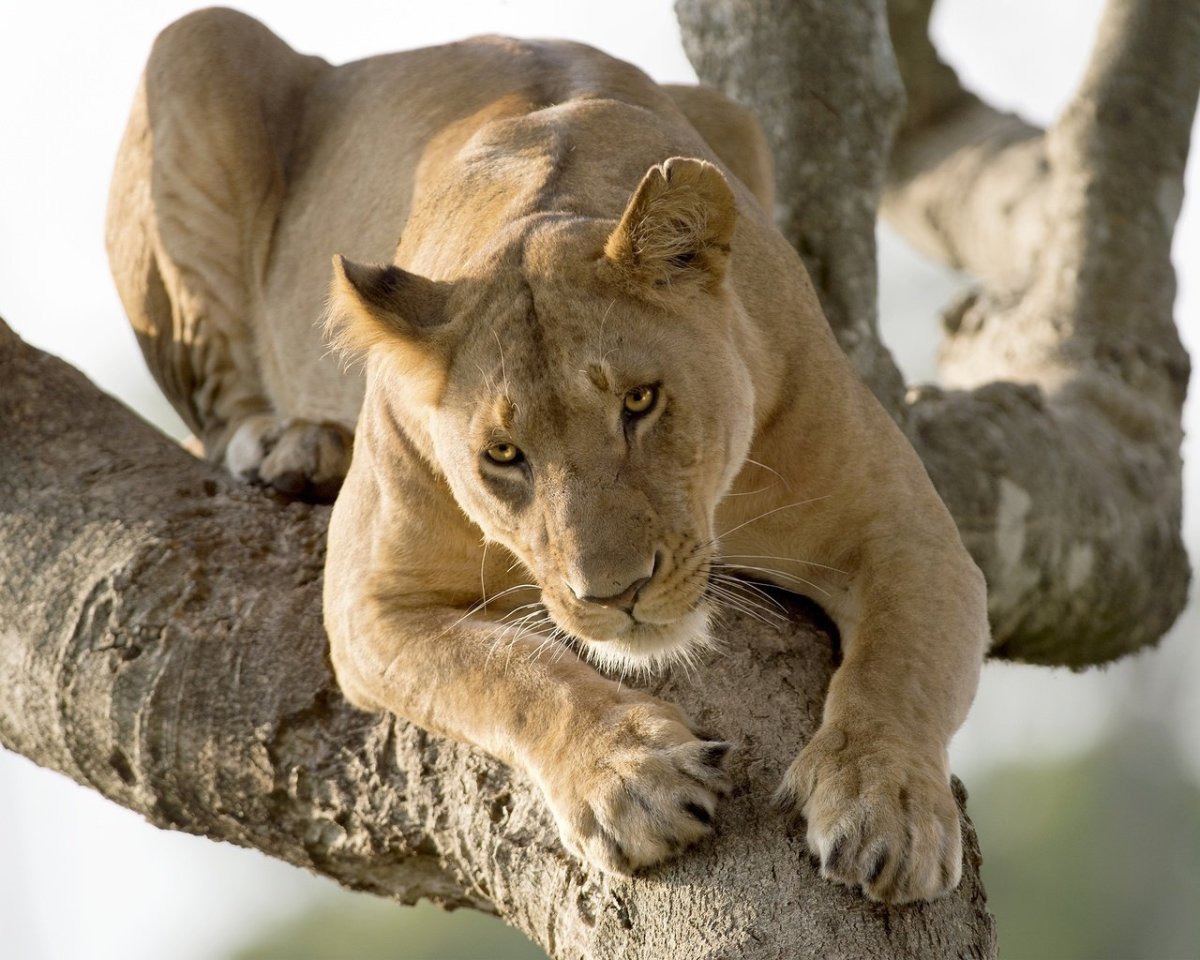 Львица потягивается