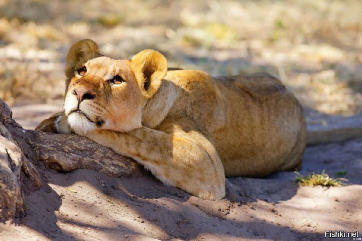 Львица лежит