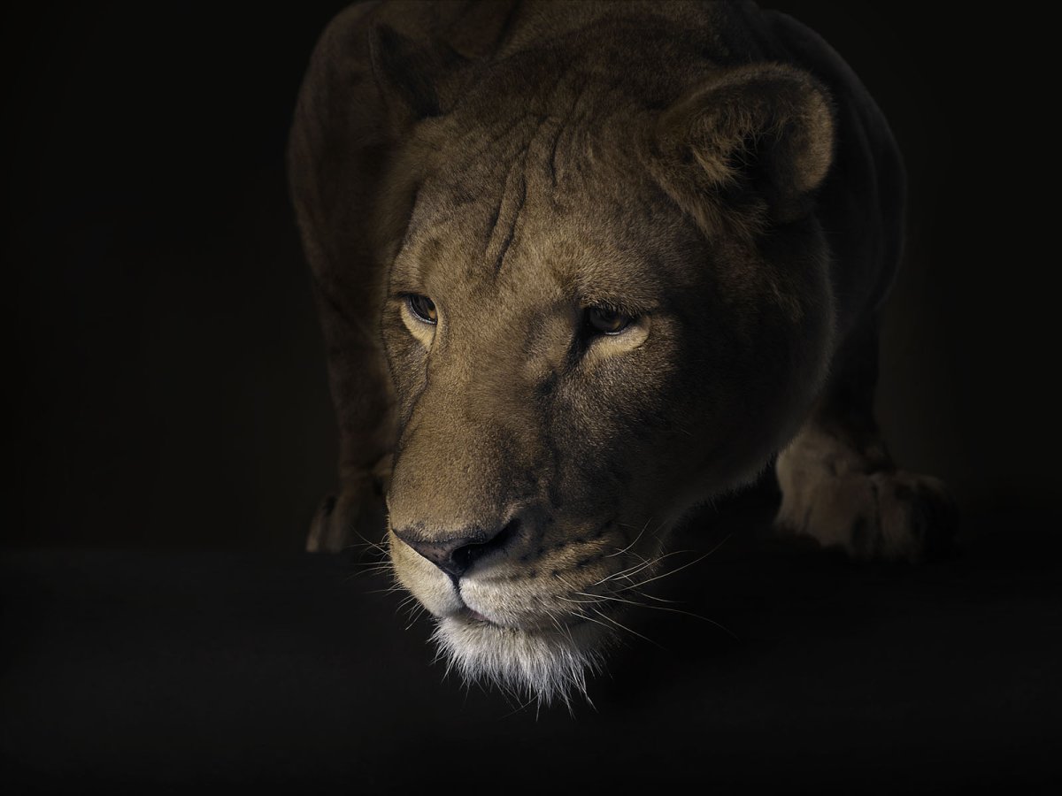 Морда львицы