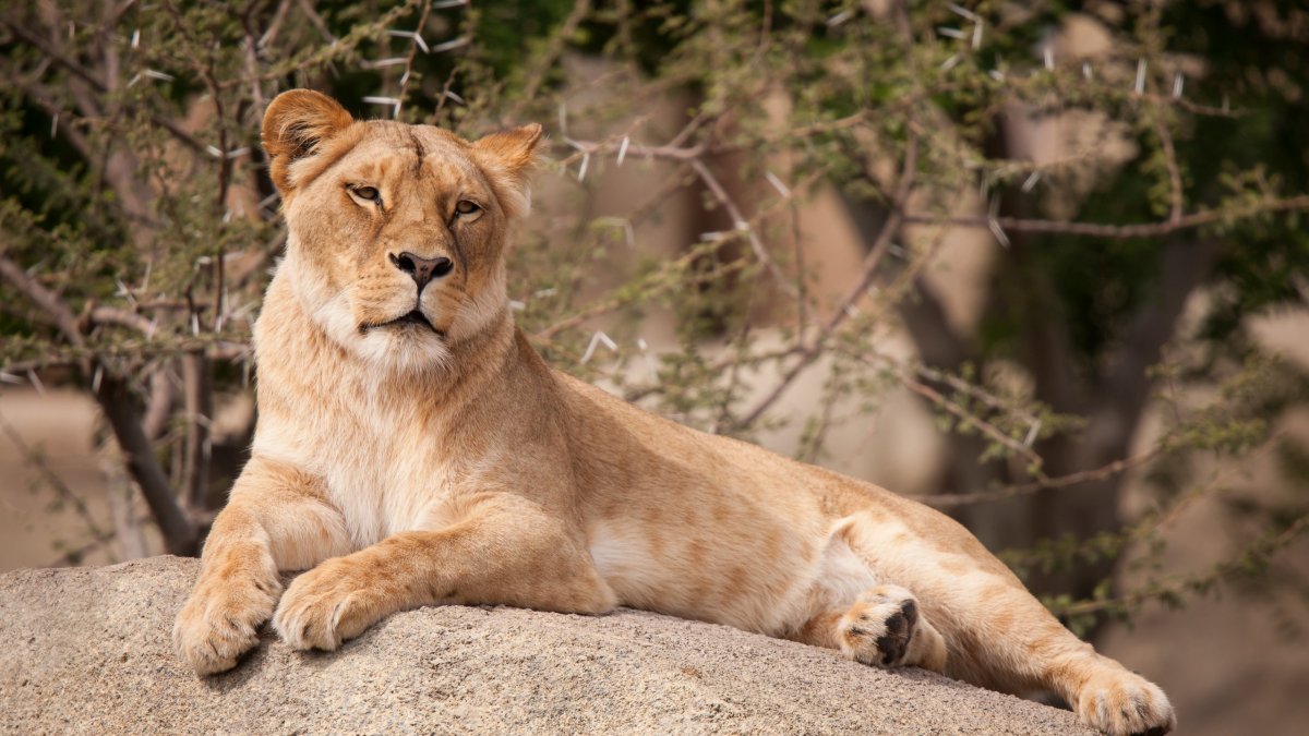 Красивая львица