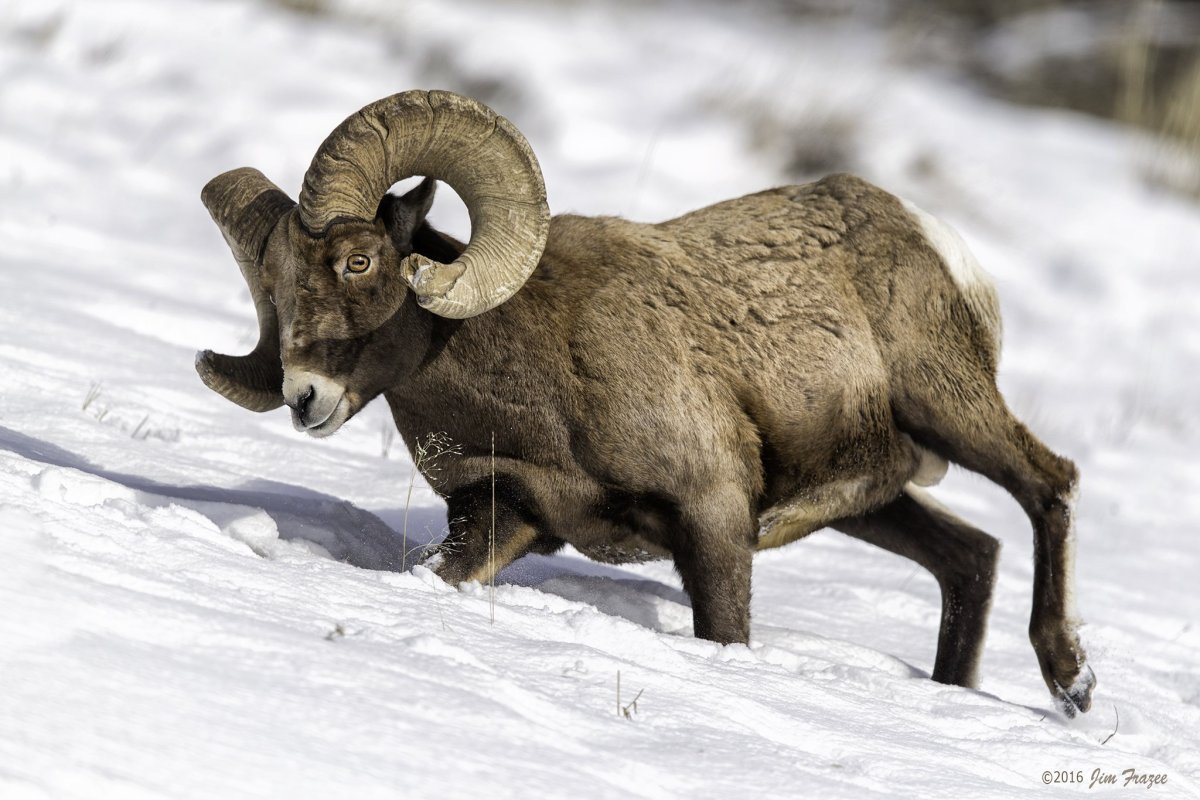 Чубук баран