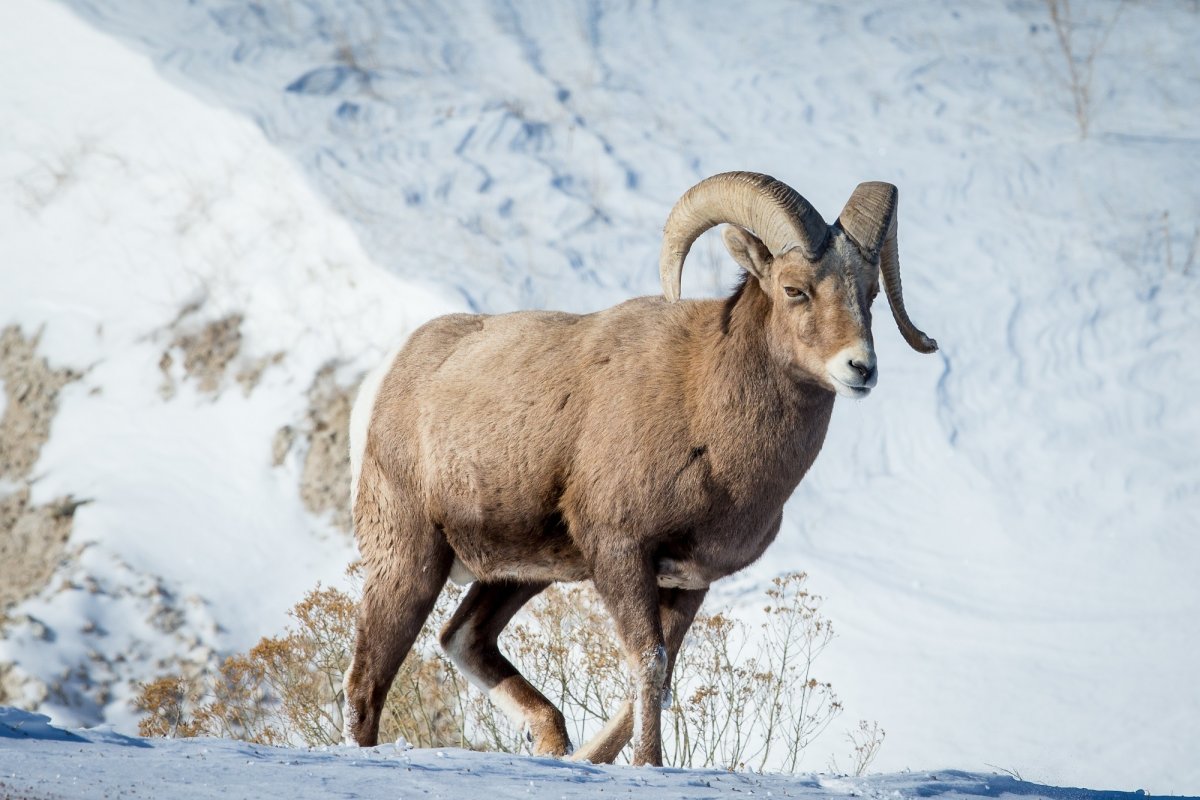 Чукотский снежный баран