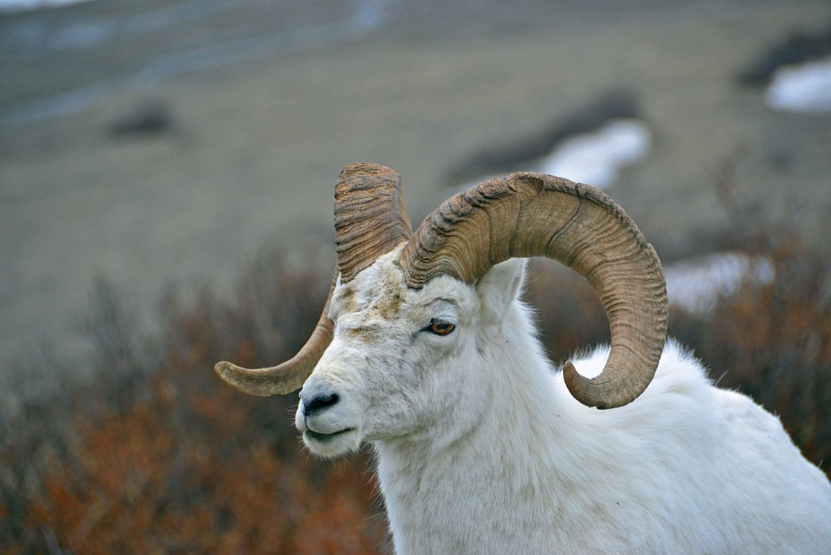 Бухарский горный баран уриал