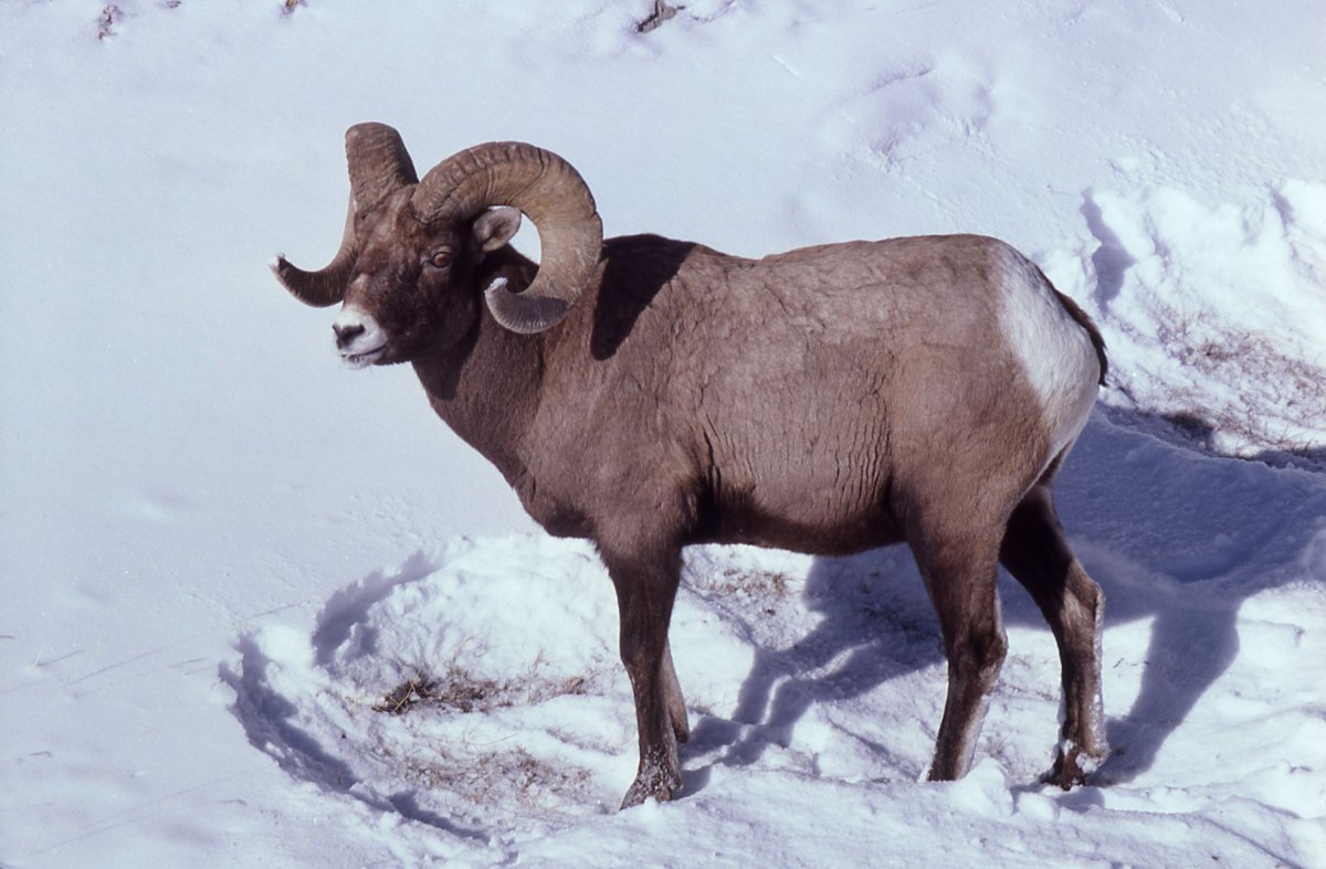 Чубуку горный баран