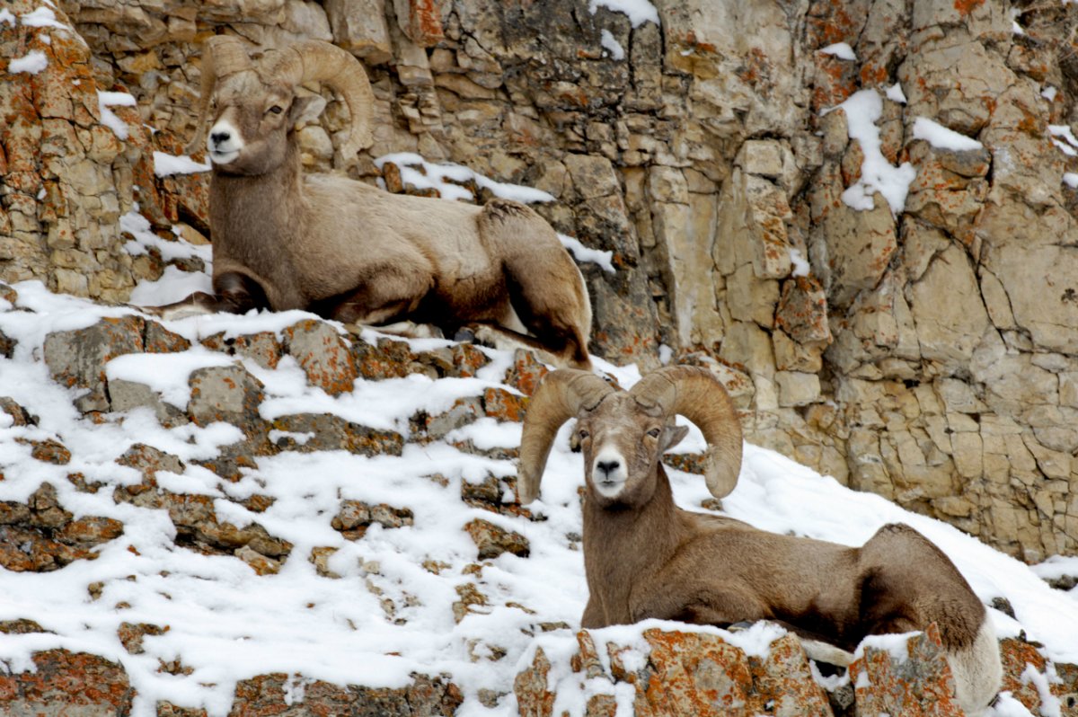 Кроноцкий заповедник снежный баран