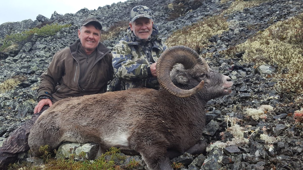 Снежный баран Северного полюса