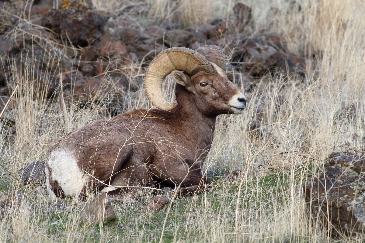 Снежные бараны в тундре