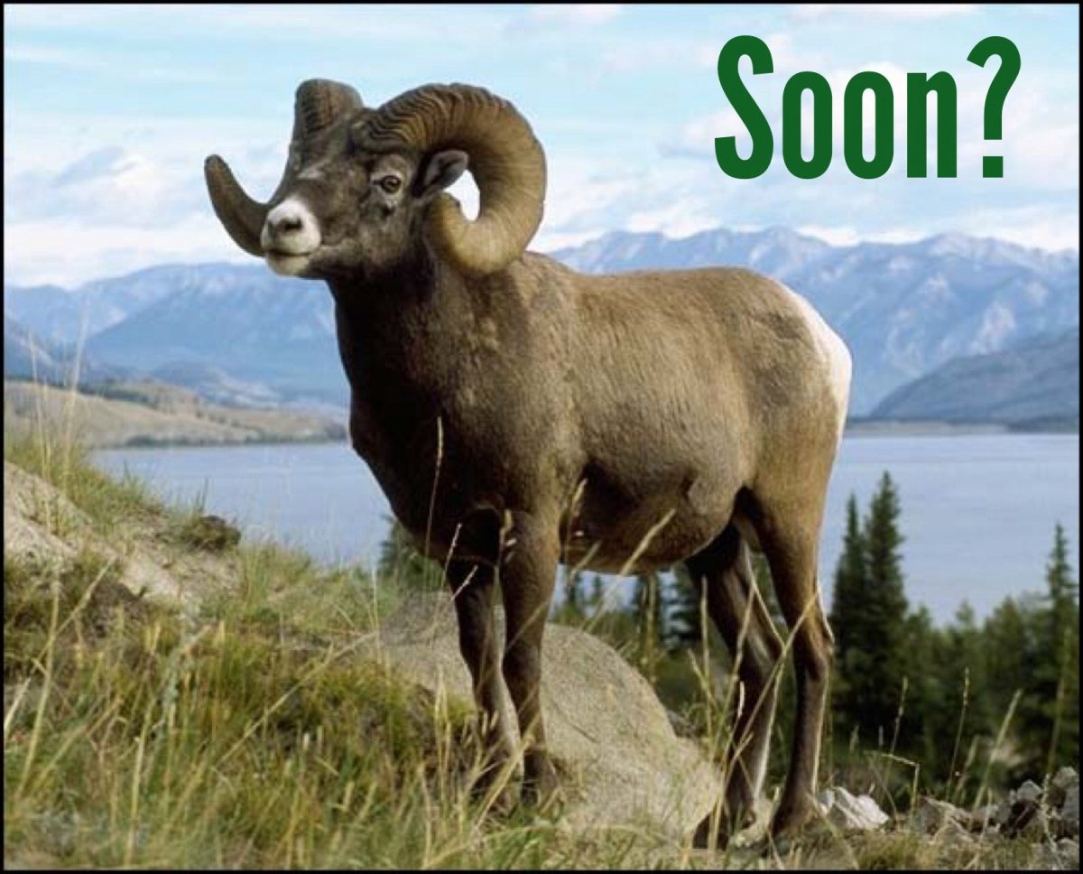 Чубуку горный баран