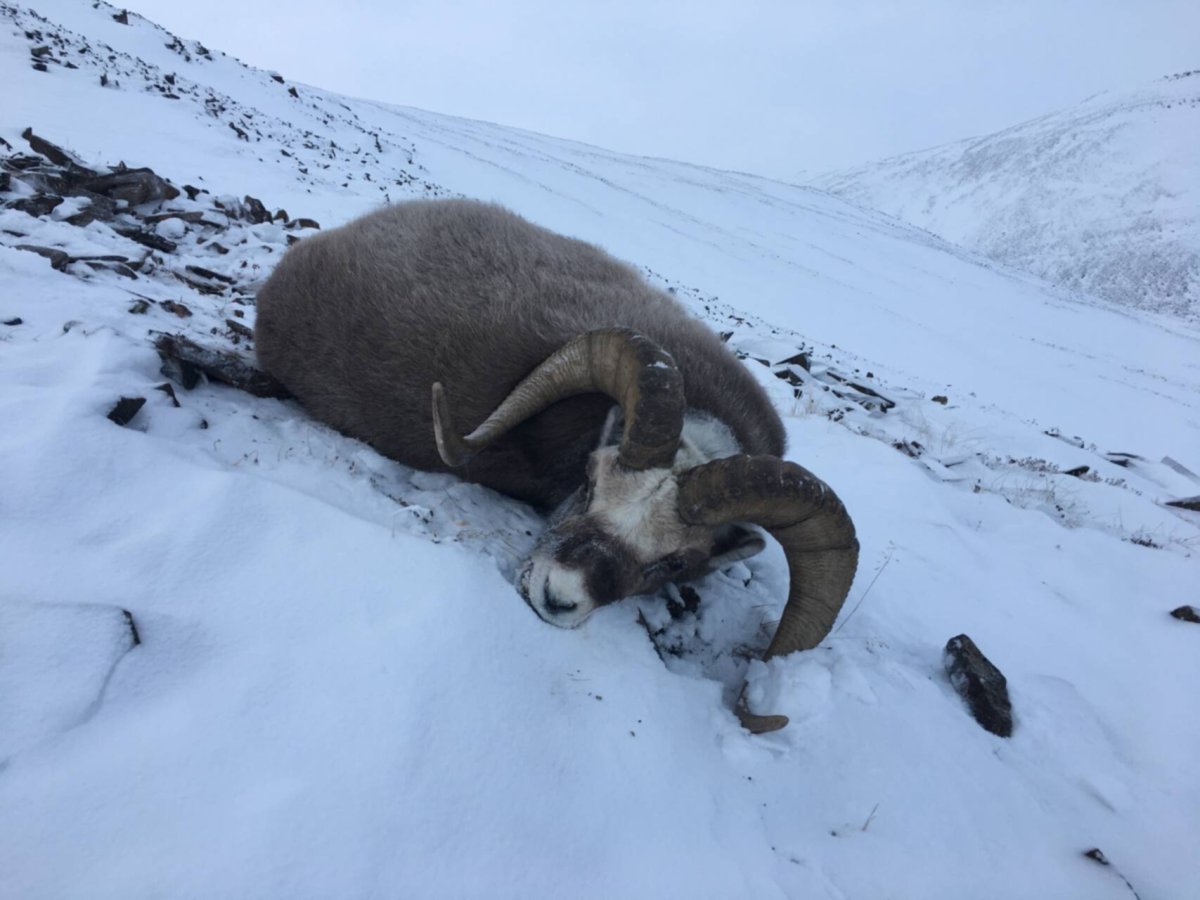 Горная охота на снежного барана в Якутии