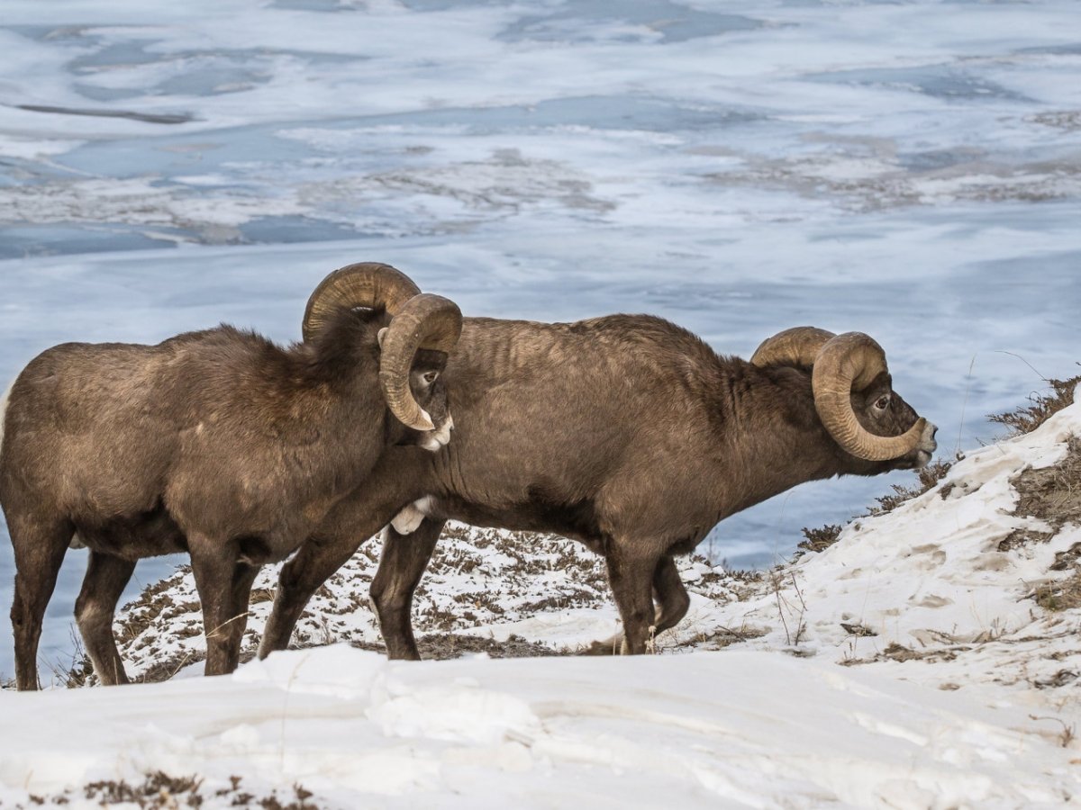 Снежный баран бодаются