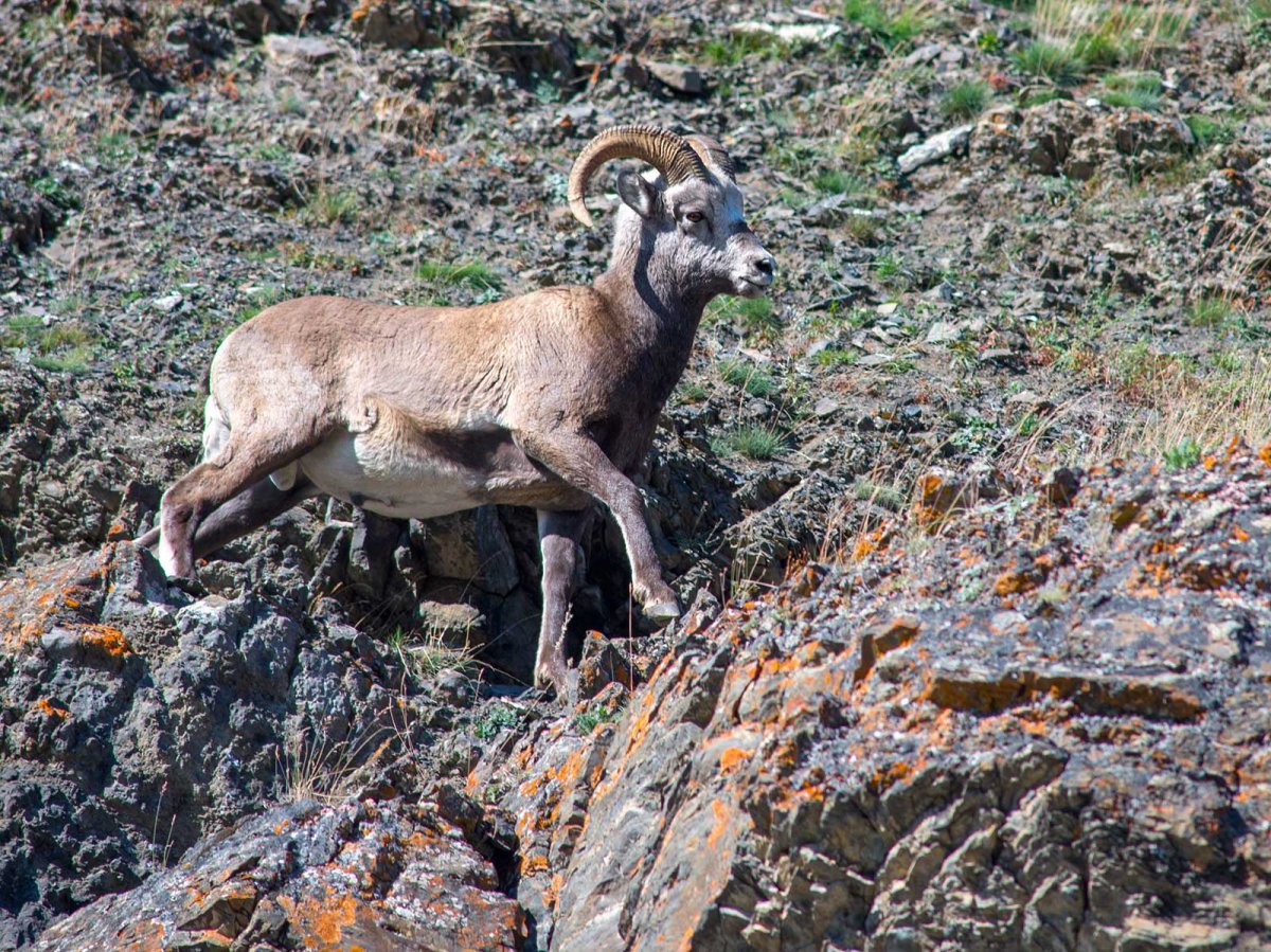 Чубуку горный баран