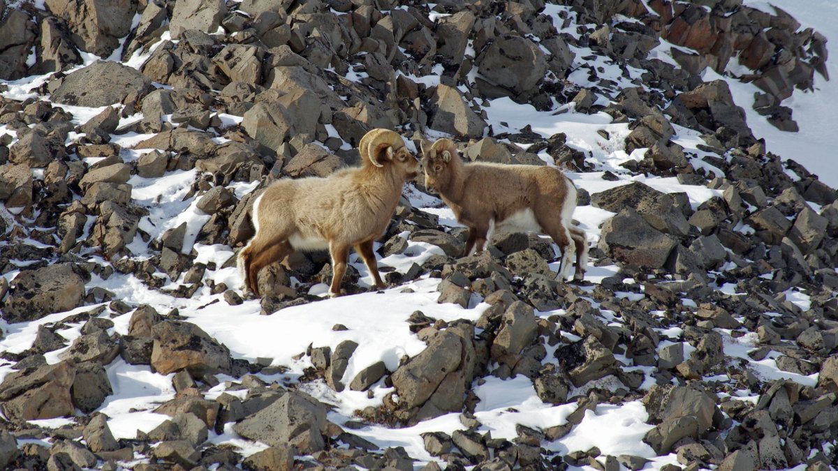 Горный баран Камчатка