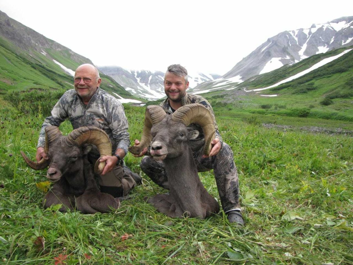 Снежный баран Камчатка