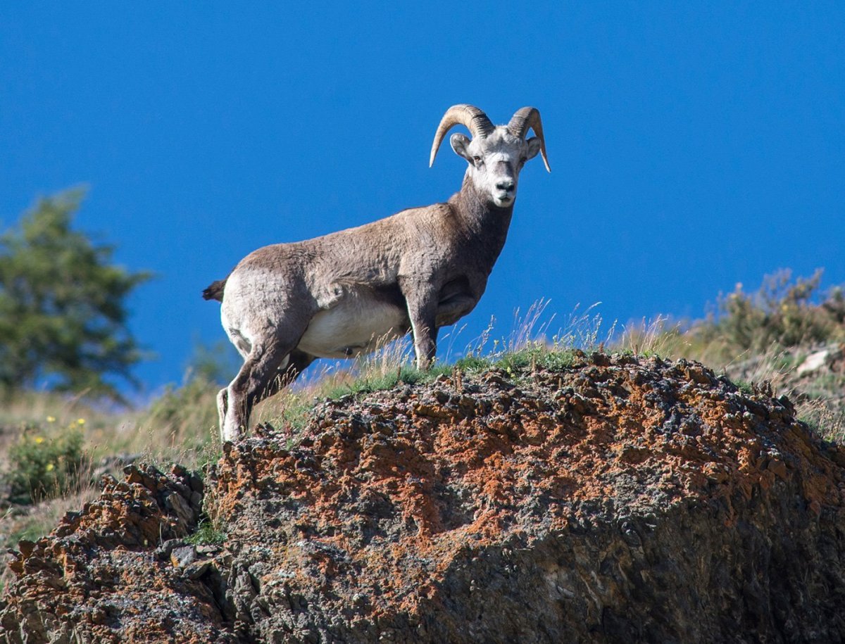 Чубуку горный баран