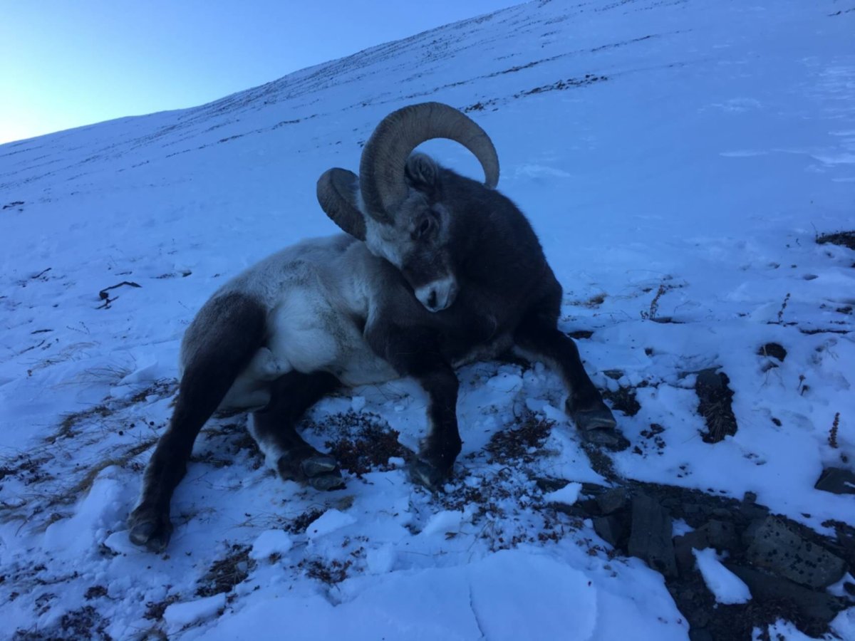 Чукотский снежный баран