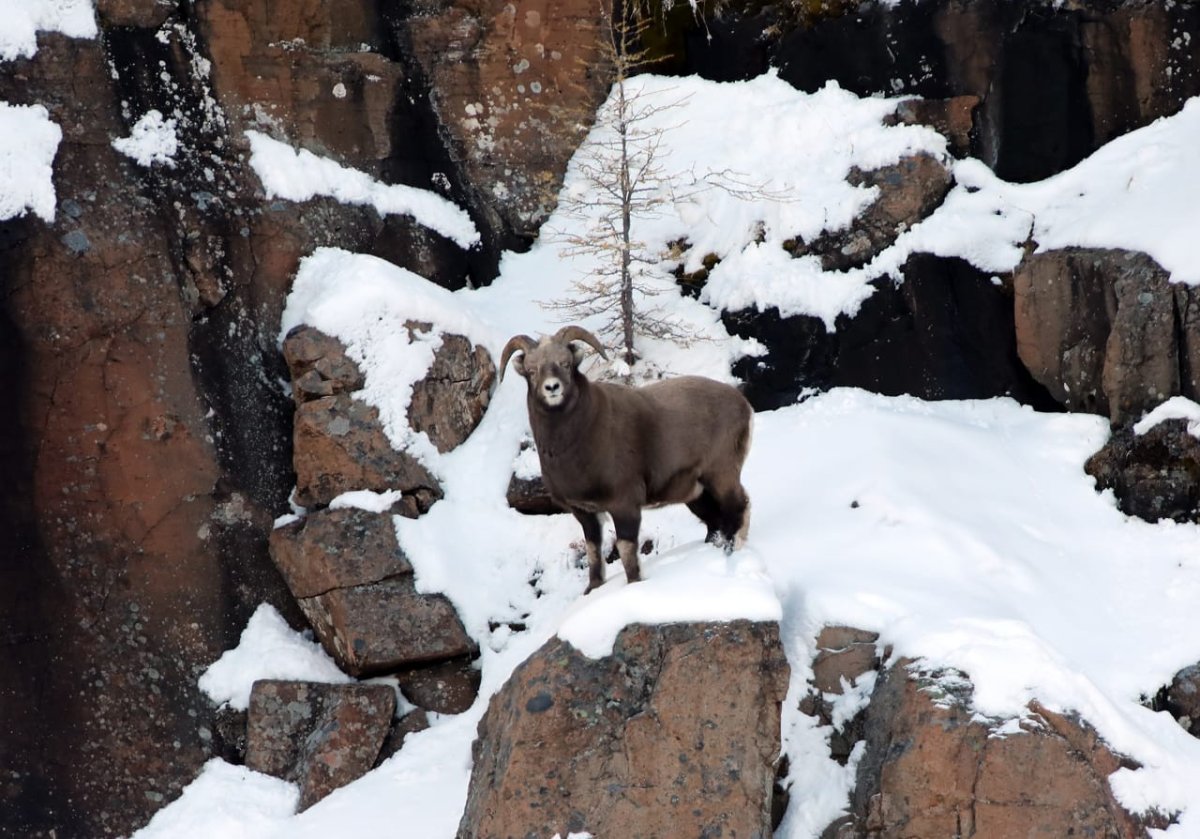 Снежный баран плато Путорана
