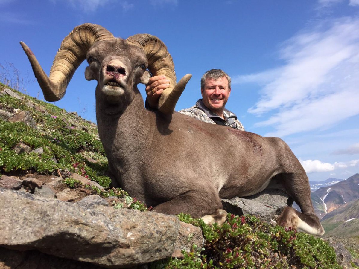 Снежный баран Камчатка