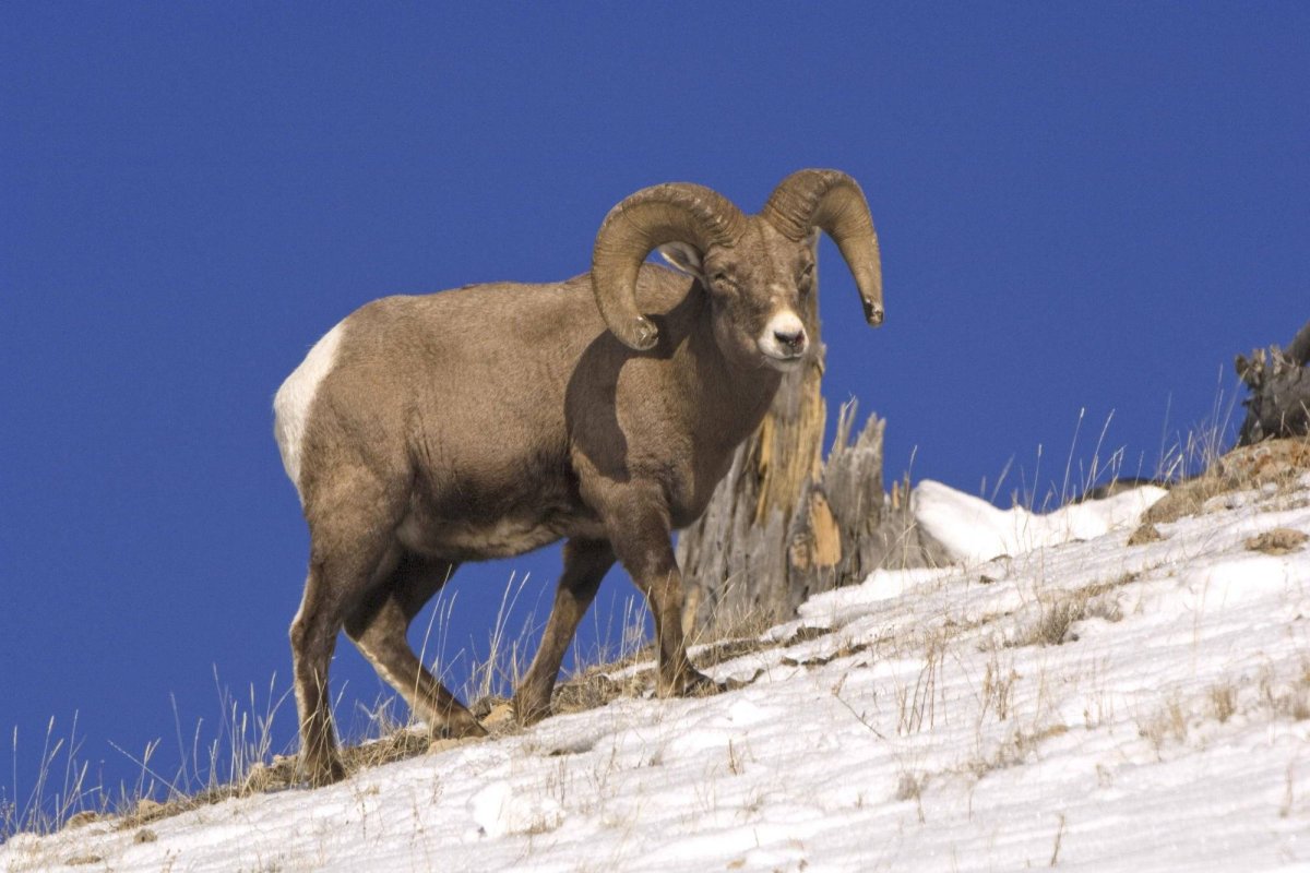 Горные бараны на Таймыре