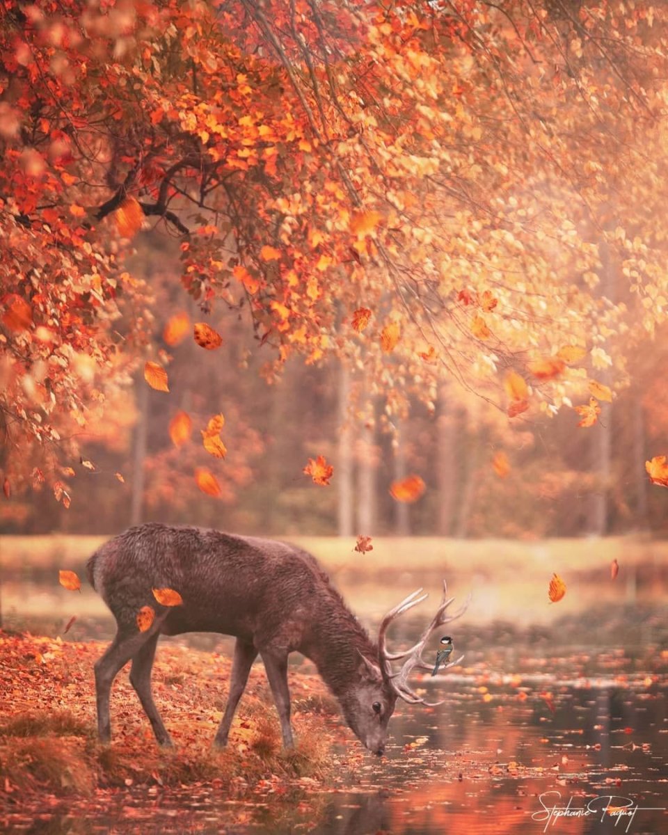 Животные осенью