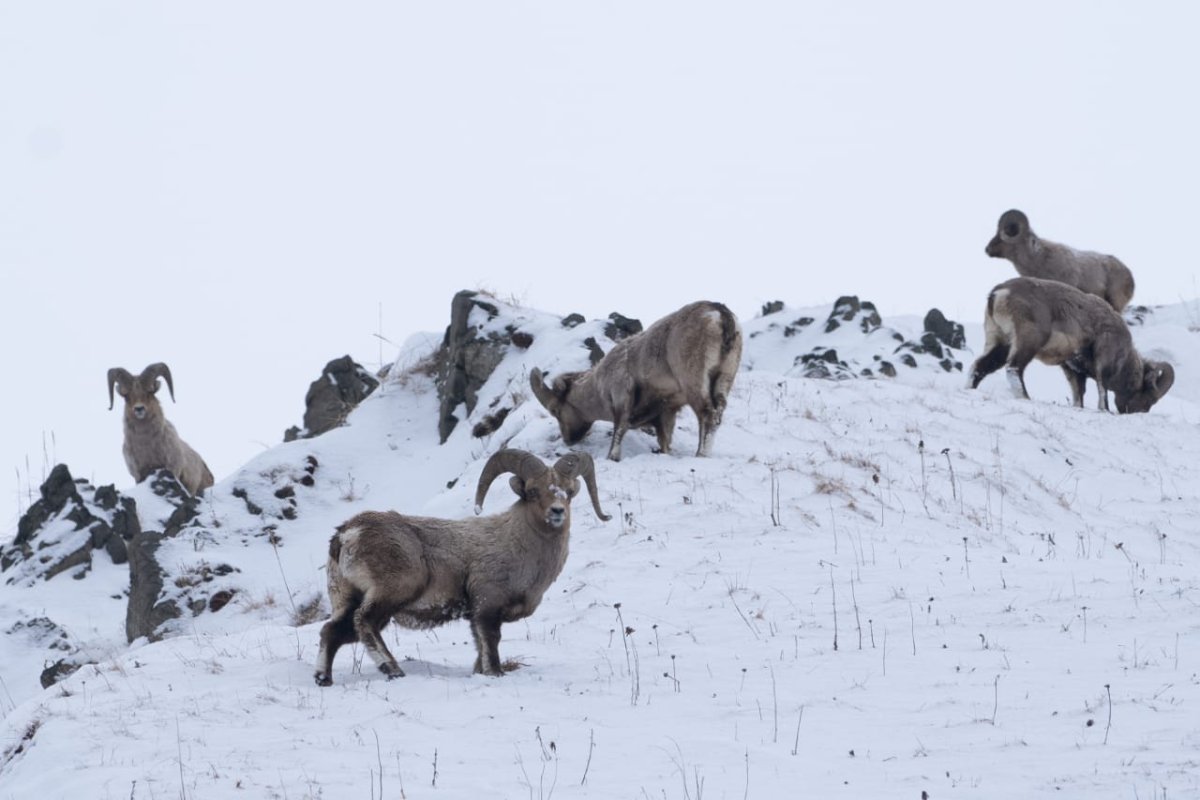 Снежный баран Камчатка