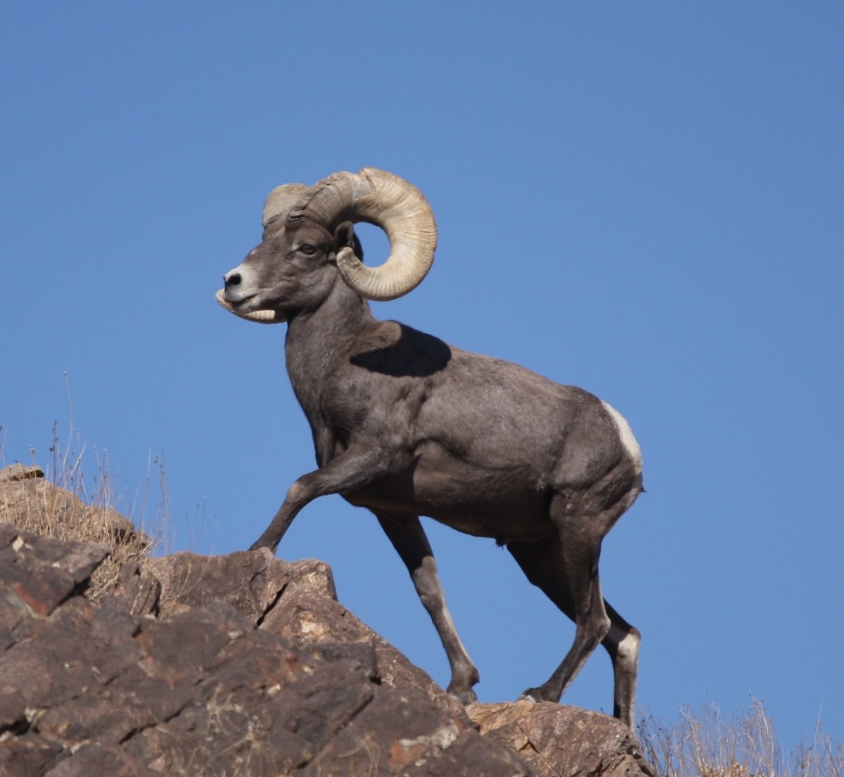 Баран толсторог