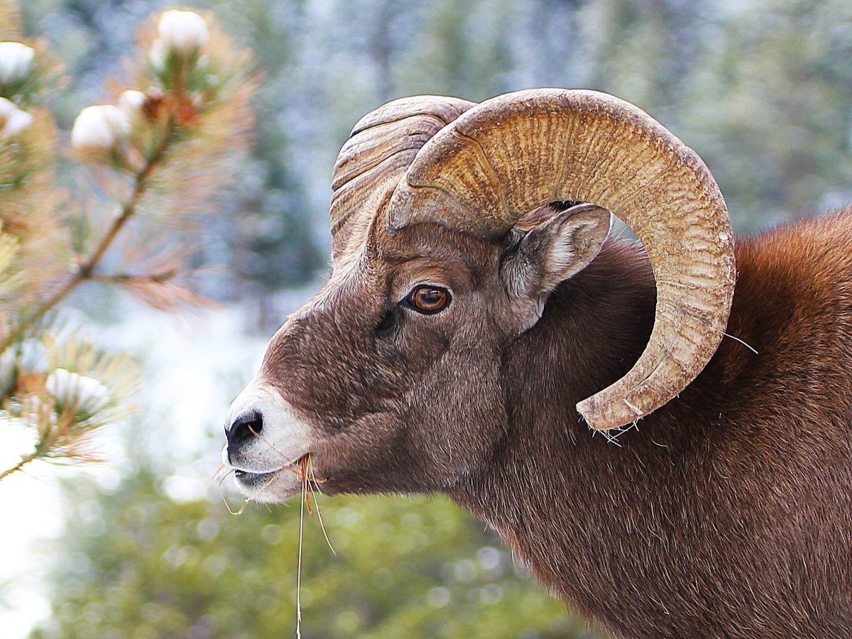 Толсторог Йеллоустоун