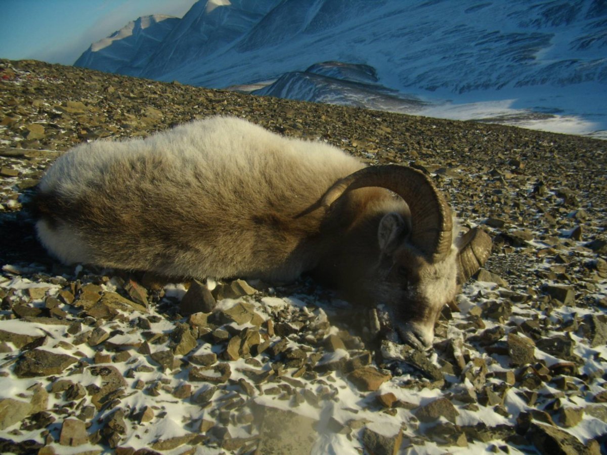 Снежный баран в Якутии