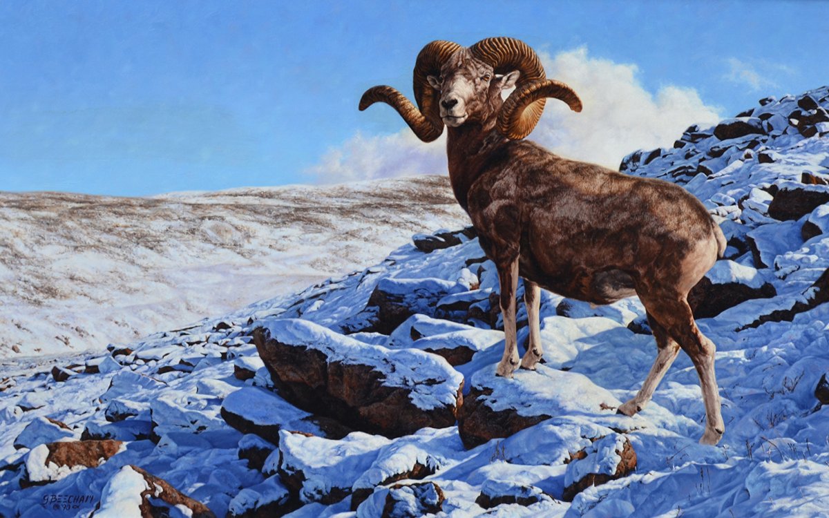 Алтайский горный баран аргали