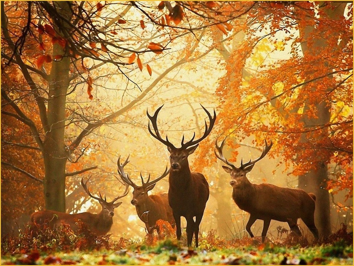 Осенней лес и пара оленей