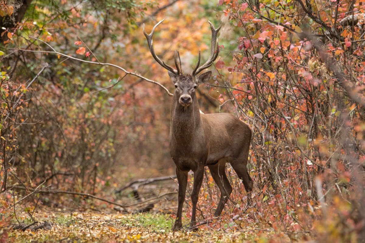 Природа с оленем Шигоны