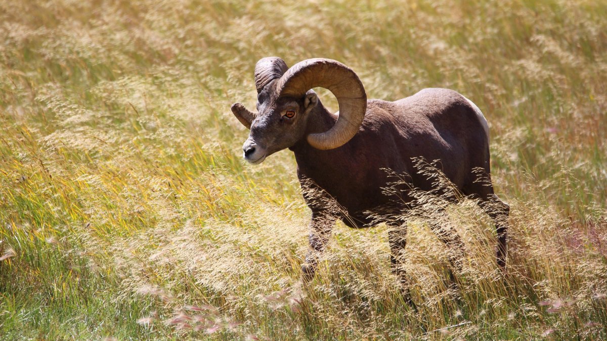 Сибирский снежный баран