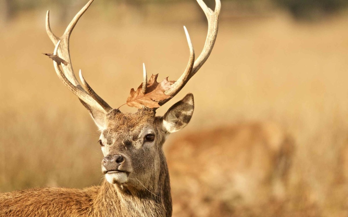 3840 X 2160 рога оленя