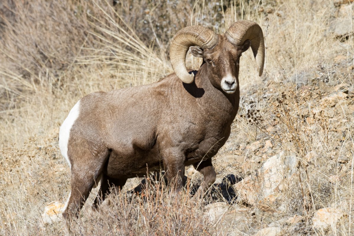 Снежный баран Амурская область