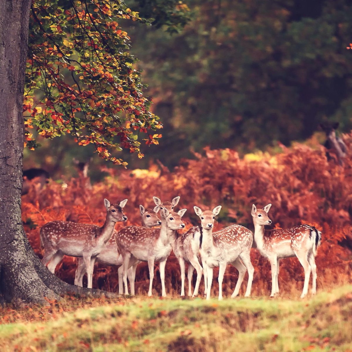 Животные в лесу