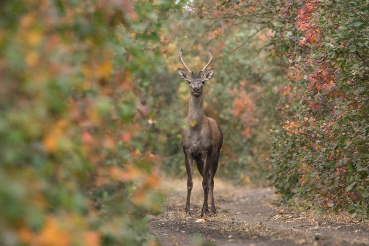 Осенний олень