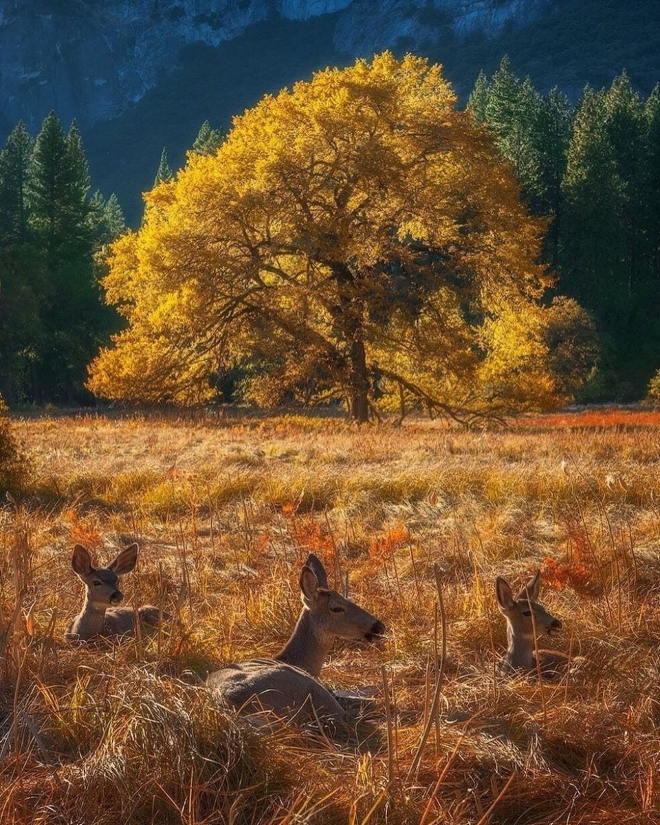 Пейзаж с животными