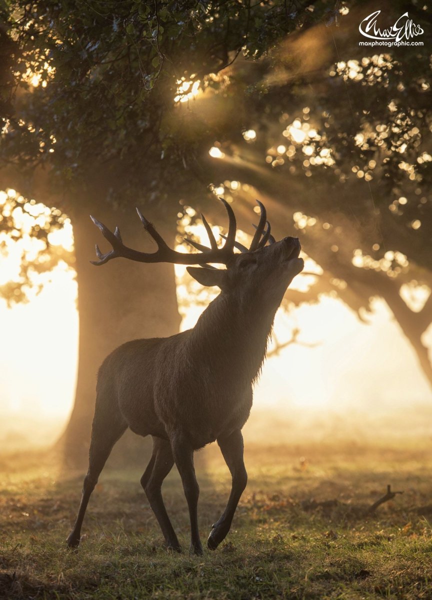 Олени осень картинки для Инстаграмм
