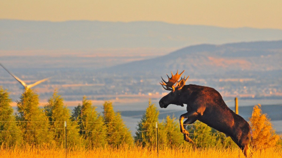 Лось на фоне леса