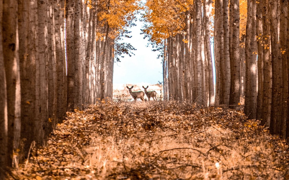 Картинки на рабочий стол осень олень