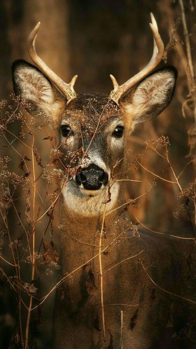 Олененок морда