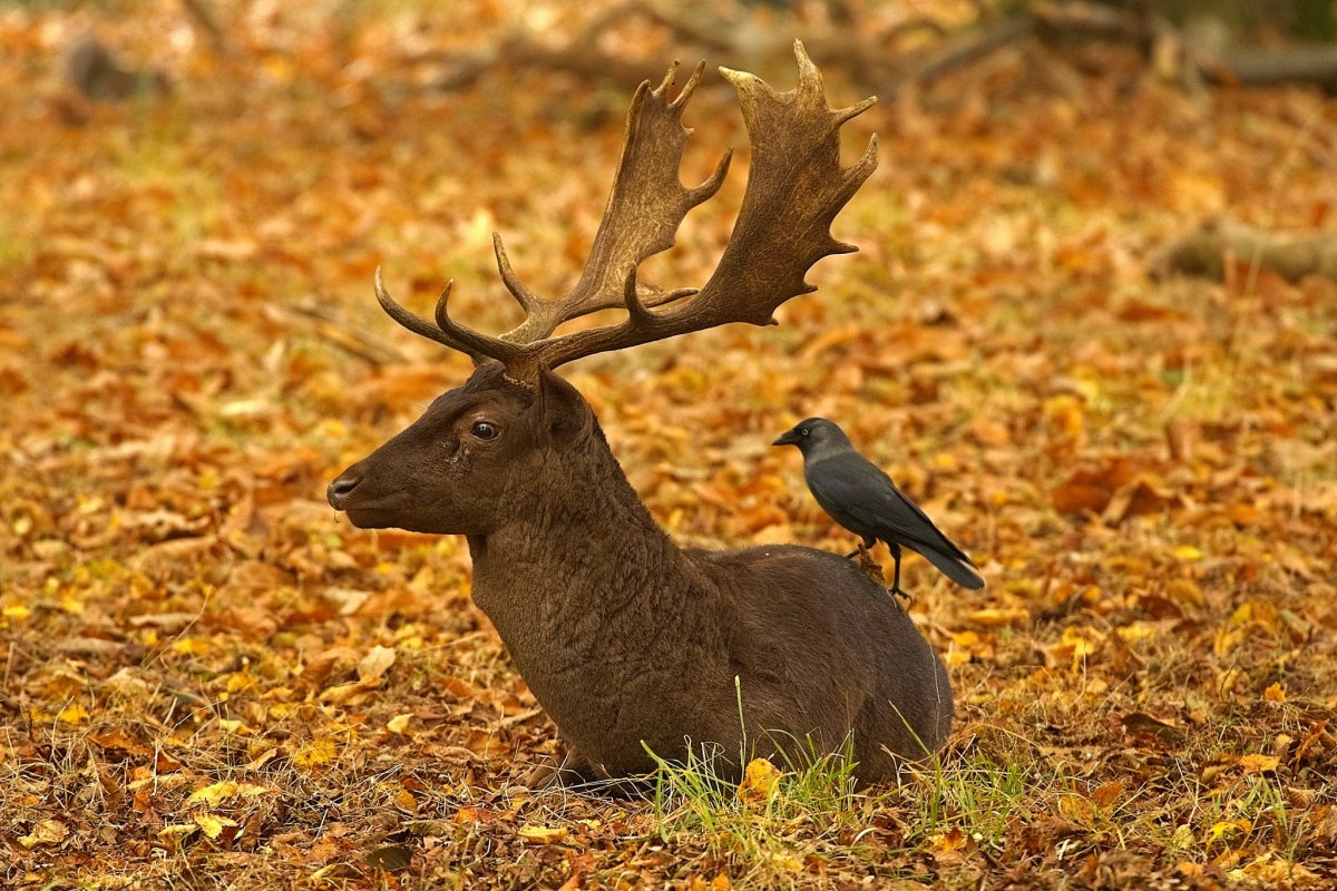 Richmond Park London животные